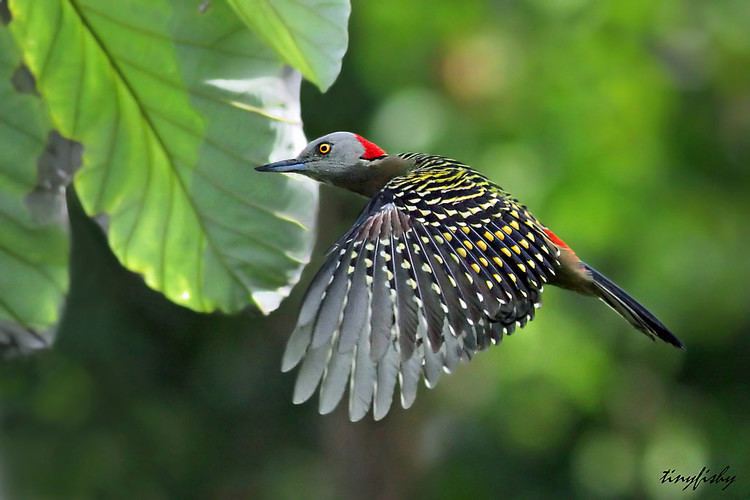 Hispaniolan woodpecker 264a Hispaniolan woodpecker Punta Cana DR Flickr