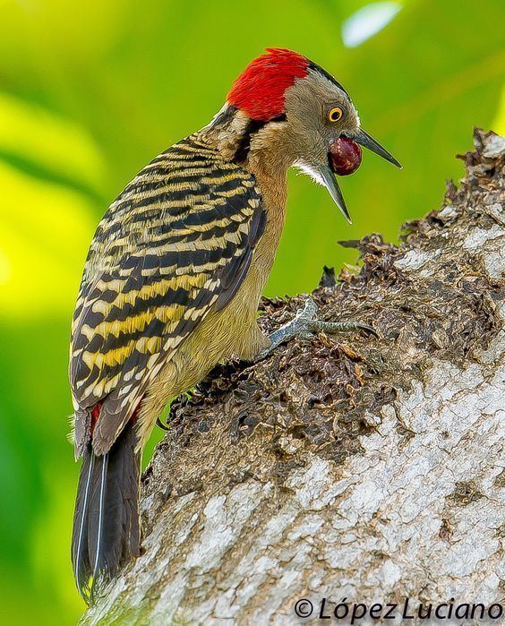 Hispaniolan woodpecker The Hispaniolan Woodpecker Melanerpes striatus is a mediumsized