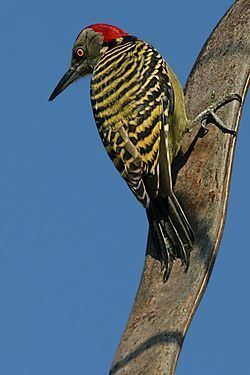 Hispaniolan woodpecker Hispaniolan woodpecker Wikipedia