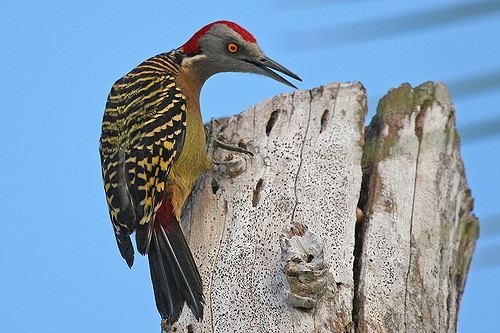 Hispaniolan woodpecker Hispaniolan Woodpecker Melanerpes striatus Taken in the Flickr