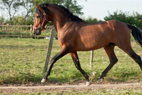 Hispano-Árabe Horse Breed Hispanorabe Facts About Horses