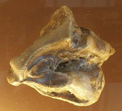 Hispanotherium httpsuploadwikimediaorgwikipediacommonsthu