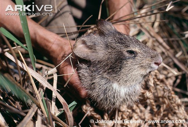 Hispid hare Hispid hare photo Caprolagus hispidus G36927 ARKive