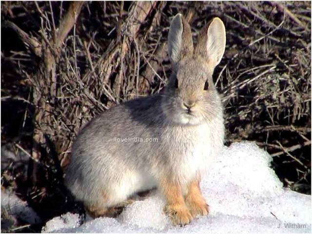 Hispid hare Facts About Hispid Hare Interesting amp Amazing Information On