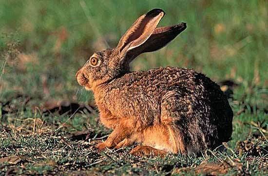 Hispid hare Hispid Hare Rare Specie EnviroMation