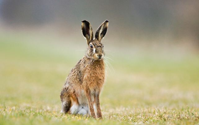 Hispid hare Interesting And Fun Facts About Hispid Hare