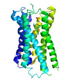 Histamine H1 receptor httpsuploadwikimediaorgwikipediacommonsthu