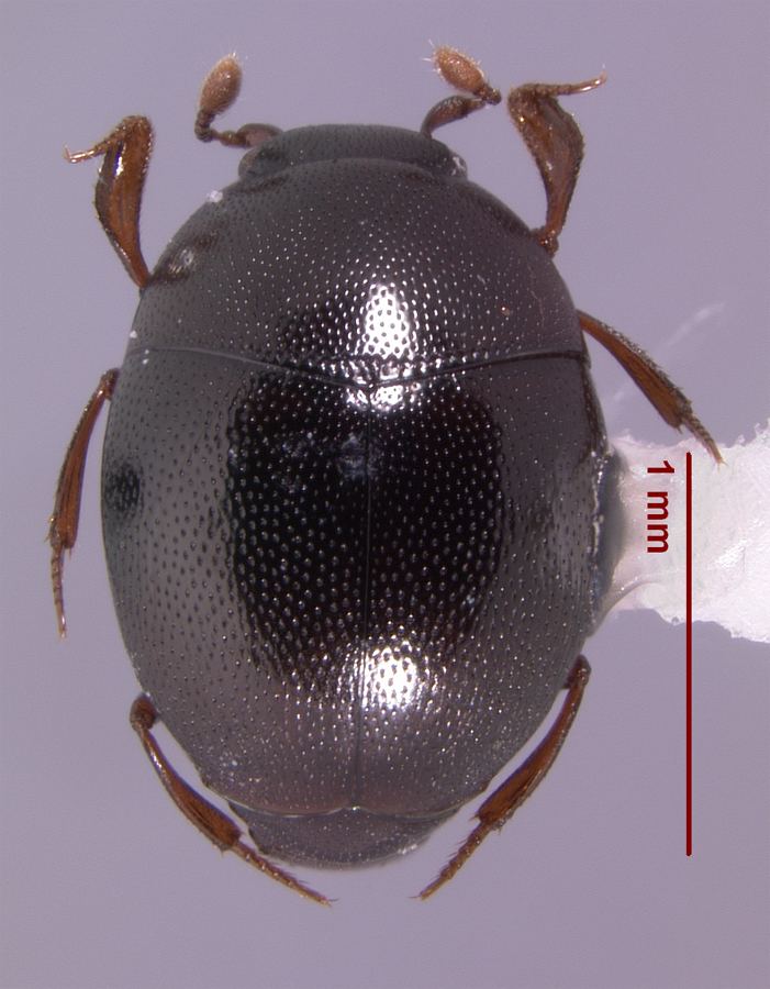 Histeridae Histeridae of Louisiana