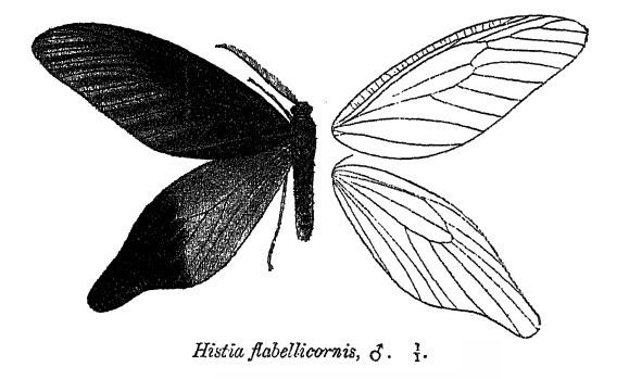 Histia flabellicornis