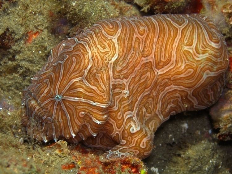 Histiophryne Ambon Moluccas Indonesia starfish Photos Unterwasser Fotos aus