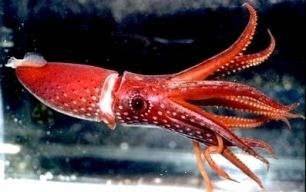 Histioteuthis reversa nuevos datos sobre la biologa de calamares de aguas profundas