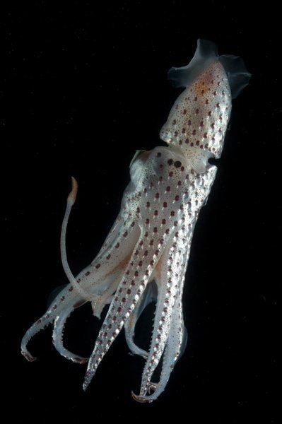 Histioteuthis reversa Jewel Squid Smithsonian Ocean Portal