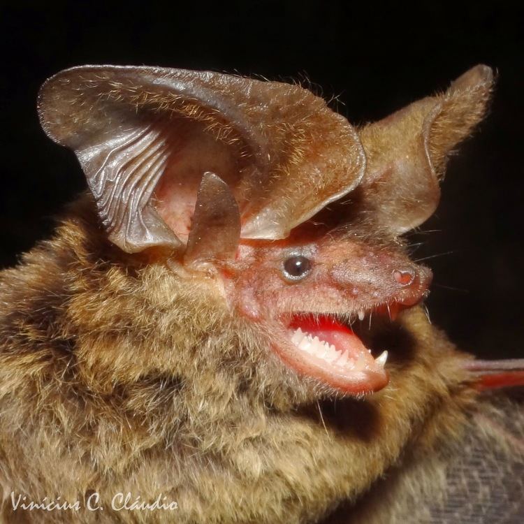 Histiotus Morcegos do Brasil Histiotus velatus