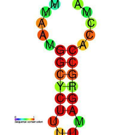 Histone 3' UTR stem-loop