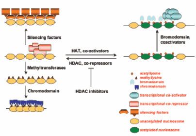 Histone acetylation and deacetylation Balancing HistoneProtein Acetylation Gene Regulation and Cancer