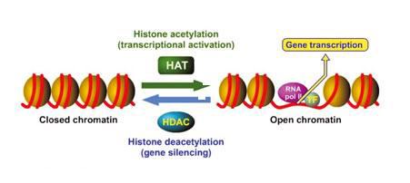 Histone acetylation and deacetylation Cyberounds CME