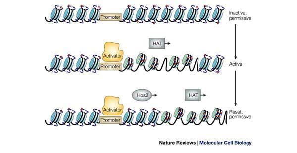 Histone acetylation and deacetylation Figure 4 Histone acetylation and deacetylation in yeast Nature