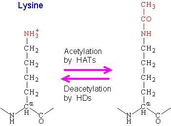 Histone acetylation and deacetylation wwwwebbookscomMoBioFreeimagesCh4G1gif