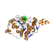 Histone deacetylase httpsuploadwikimediaorgwikipediacommonsthu