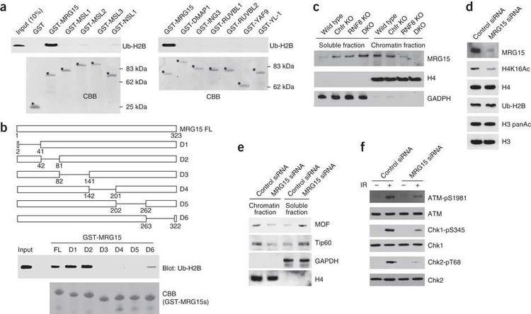 Histone H2B MRG15 links histone H2B ubiquitination and H4K16 acetylation Chfr