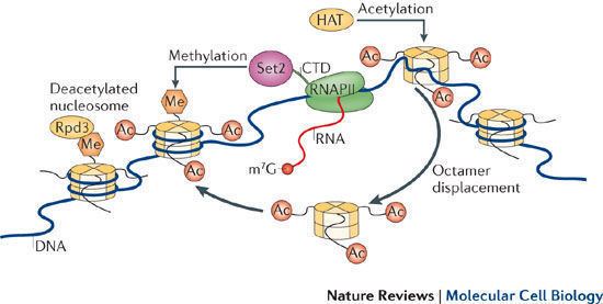 Histone H3 Figure 2 Understanding the language of Lys36 methylation at