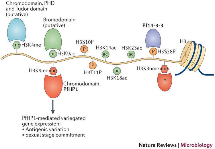 Histone H3 Histone H3 posttranslational modifications Posttranslational
