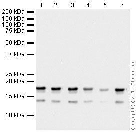 Histone H3 AntiHistone H3 tri methyl K36 antibody ChIP Grade ab9050