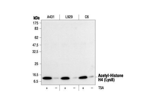 Histone H4 CST AcetylHistone H4 Antibody Sampler Kit