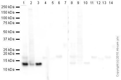 Histone H4 AntiHistone H4 antibody ab31830 ChIP Grade Abcam