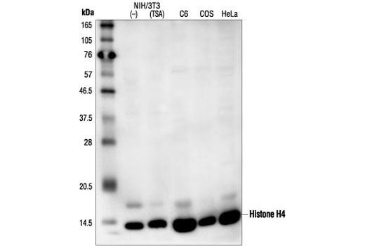 Histone H4 CST Histone H4 Antibody