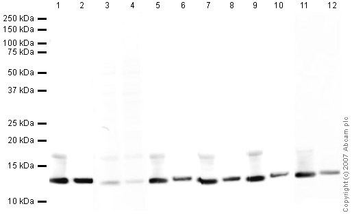 Histone H4 Acetyl antiHistone H4 K8 antibody ChIP Grade ab15823 Abcam