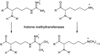 Histone methyltransferase Targeting epigenetic modifiers Inhibitors of histone