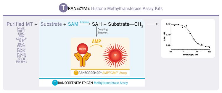Histone methyltransferase Epigen Histone Methyltransferase Assay Kit BellBrookLabscom