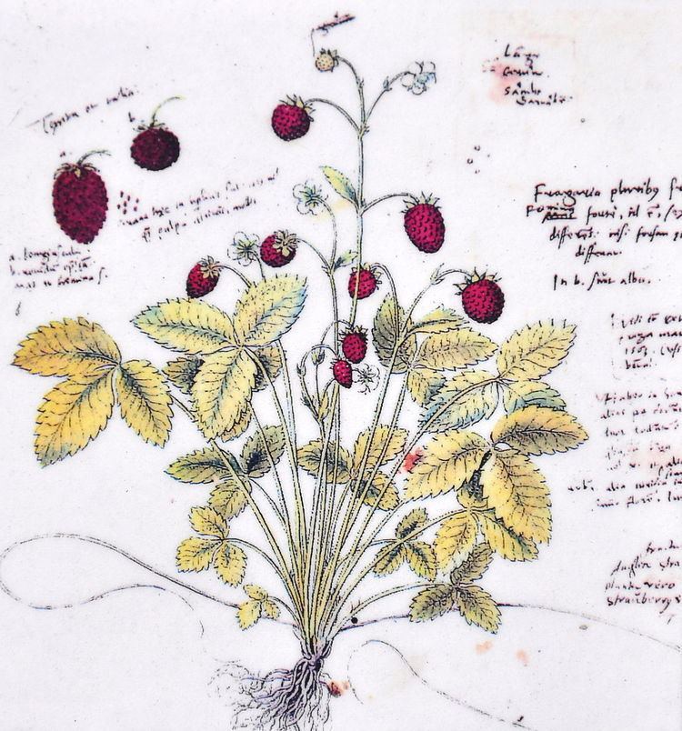 Historia Plantarum (Gessner)