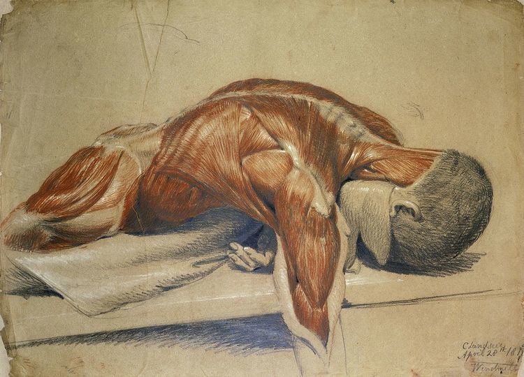 History of anatomy in the 19th century