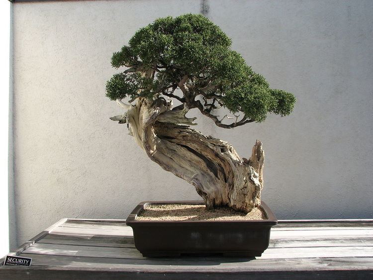 History of bonsai