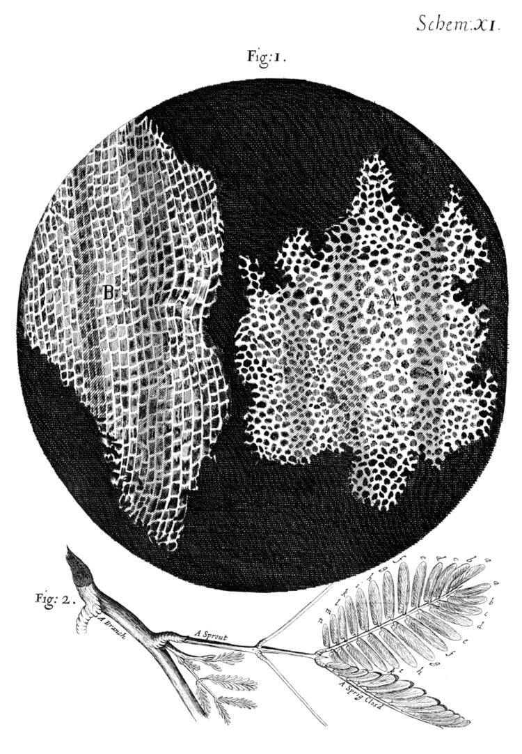 History of cell membrane theory