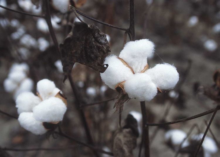 History of cotton