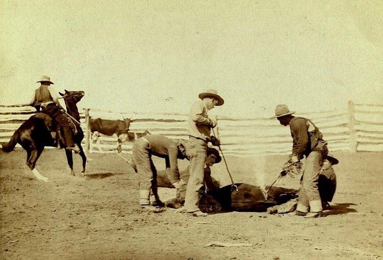 History of rodeo