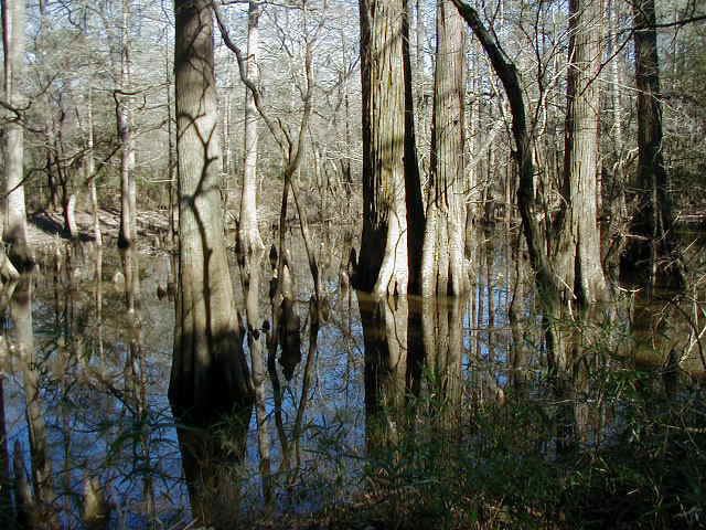 History of Texas forests