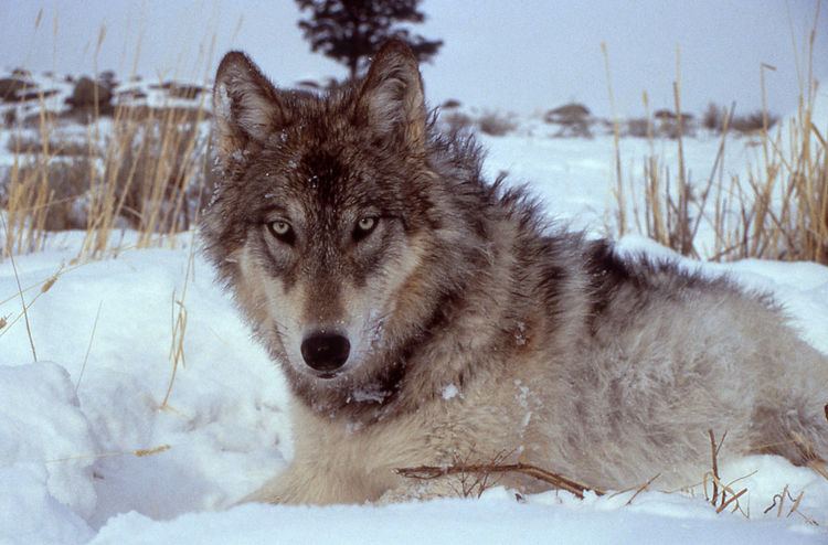 History of wolves in Yellowstone