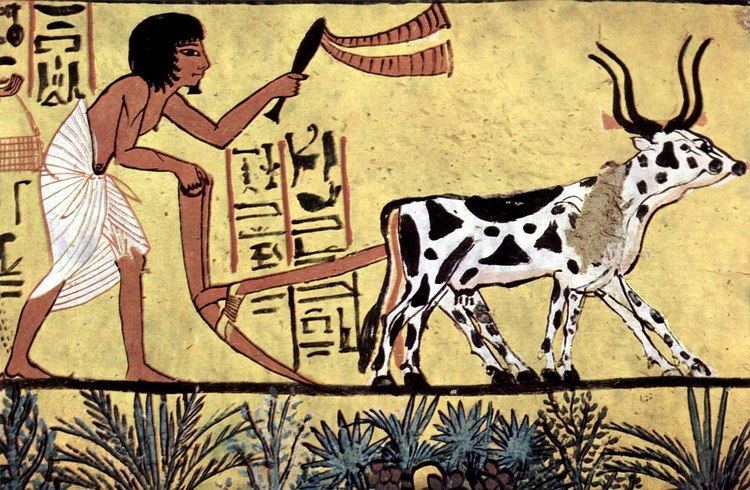 A Pictograph of Neolithic Revolution, in a yellow background with an ancient scriptures, a man (left) standing, left hand holding a whip while right hand holding a plow, has black hair black beard wearing a white cloth wrapped on his waist, a two white cow (right) pulling a brown plow, has black pattern, a black tail and black horns, below is assorted green leaves and plants,