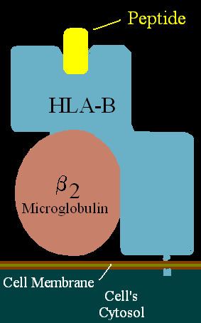 HLA-B12