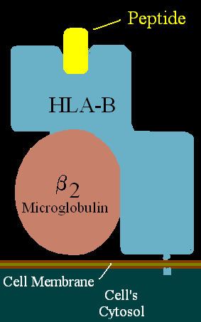 HLA-B45