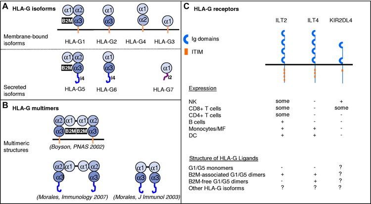 HLA-G The tolerogenic interplays among HLAG myeloid APCs and