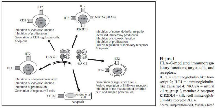 HLA-G The role of the HLAG gene and molecule on the clinical expression