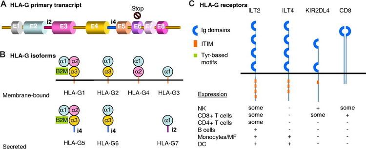 HLA-G Beyond the increasing complexity of the immunomodulatory HLAG