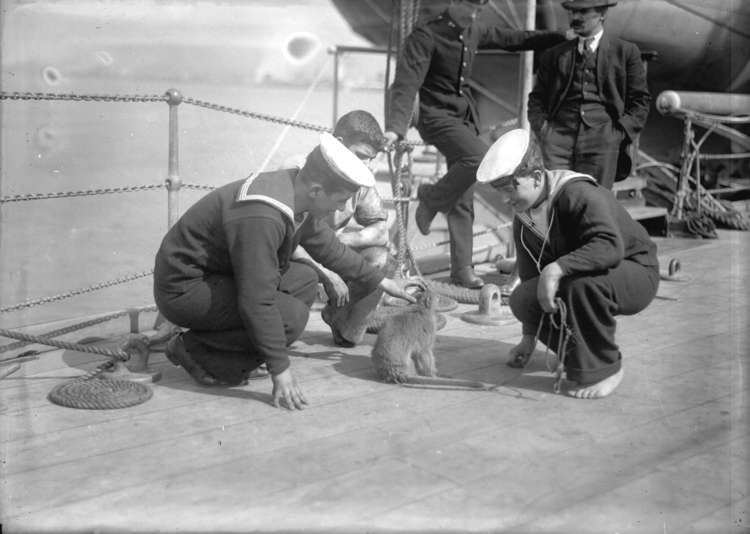 HMS New Zealand (1911) FileHMS New Zealand sailors with pet monkey at Vancouverjpg