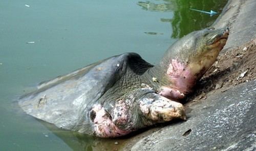 Hoan Kiem turtle Vietnam39s giant turtle in Hoan Kiem Lake dies