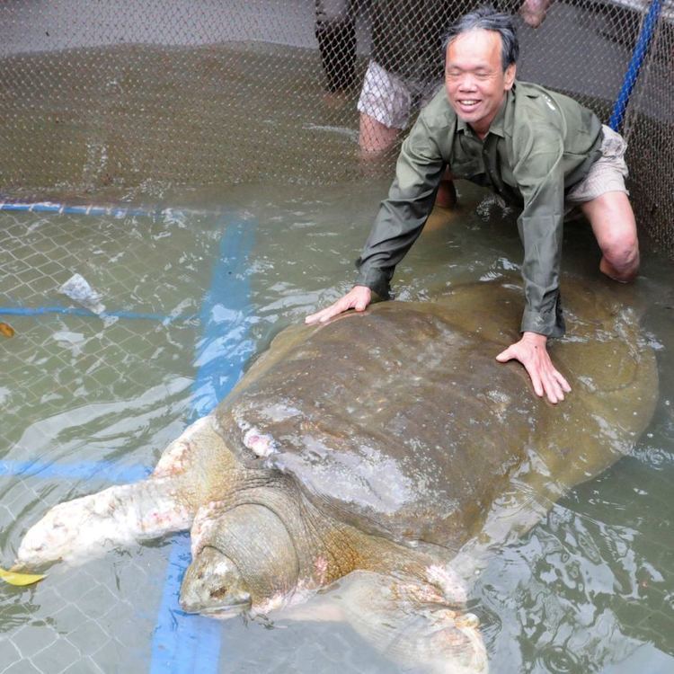 Hoan Kiem turtle Vietnam39s sacred turtle in Hoan Kiem lake dies as Communists gather
